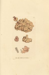 Coralline türleri, Corallina auriculariaeformis. (Cactus coralline, Halimedia opuntia?) The British Miscellany'den James Sowerby tarafından elle boyanmış bakır levha gravürü veya yeni, nadir veya az bilinen hayvan konularının renkli figürleri. by James Sowerby