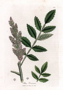 Corroyere veya corroyeurs veya gezginlerin sumak - Karaağaç yapraklı sumak, Rhus coriaria. William Woodville'den James Sowerby ve Sir William Jackson Hooker'ın "" Medical Botany"," John Bohn, Londo'dan yaptığı bir botanik il by James Sowerby