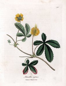 Sürünen beşparmakotu veya beştefeuille - Ortak beşparmakotu, Potentilla reptans. William Woodville'den James Sowerby ve Sir William Jackson Hooker'ın "" Medical Botany"," John Bohn, Londra'dan yaptığı bir botanik illüstrasyo by James Sowerby
