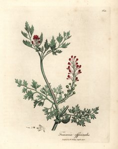 Kızıl çiçekli fumitory, Fumaria officinalis by James Sowerby