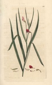 Kızıl çim geveni, Lathyrus nissolia. James Smith's English Botany, Londra'dan James Sowerby tarafından yapılan bir illüstrasyondan sonra elle boyanmış bakır levha gravürü by James Sowerby