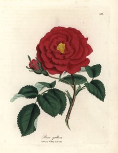 Kızıl resmi gül, Rosa gallica by James Sowerby