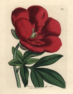 Kızıl şakayık, Paeonia officinalis by James Sowerby