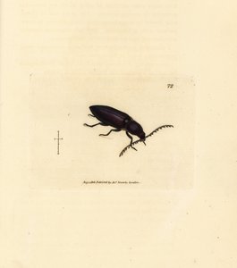 Ctenicera cuprea böceği (Elater chalybeus). The British Miscellany'den James Sowerby tarafından elle boyanmış bakır levha gravürü veya yeni, nadir veya az bilinen hayvan konularının renkli figürleri. by James Sowerby