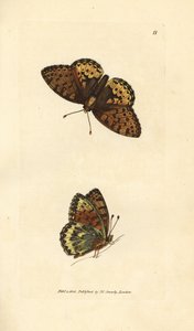 Koyu yeşil fritillary, Argynnis aglaia (Charlotte kelebeği, Papilio charlotta). The British Miscellany'den James Sowerby tarafından elle boyanmış bakır levha gravürü veya yeni, nadir veya az bilinen hayvan konularının renkli figürleri. by James Sowerby