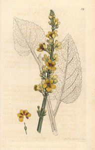 Koyu sığırkuyruğu, Verbasum nigrum (siyah köstebek) James Sowerby'nin James Smith's English Botany, Londra'dan yaptığı bir illüstrasyondan sonra elle boyanmış bakır levha gravürü by James Sowerby