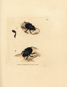 Dor böceği veya toprak sıkıcı bok böceği, Geotrupes punkticollis (Scarabaeus spiniger). The British Miscellany'den James Sowerby tarafından elle boyanmış bakır levha gravürü veya yeni, nadir veya az bilinen hayvan konularının renkli figürleri. by James Sowerby