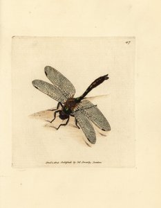 Tüylü zümrüt yusufçuk, Cordulia aenea (Metalik yusufçuk, Libellula aenea). The British Miscellany'den James Sowerby tarafından elle boyanmış bakır levha gravürü veya yeni, nadir veya az bilinen hayvan konularının renkli figürleri. by James Sowerby