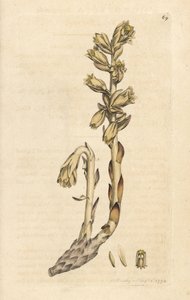Dutch's pipo, Monotropa hypopitys (Sarı kuş yuvası, Monotropa hypopithys) (Aristoloche) James Sowerby'nin James Smith's English Botany, Londra'dan yaptığı bir illüstrasyondan sonra elle boyanmış bakır levha gravürü by James Sowerby