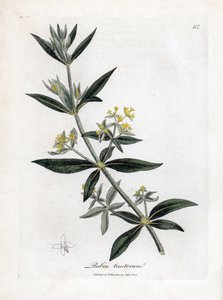 Dyer daha çılgın, Rubia tinctorum. William Woodville'den James Sowerby ve Sir William Jackson Hooker'ın “” Medical Botany,” John Bohn, Londra'dan yaptığı bir botanik illüstrasyondan elde boyanmış bakır levha gravürü by James Sowerby