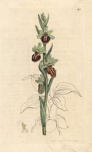 Erken örümcek orkide, Ophrys sphegodes (Örümcek orkide, Ophrys aranifera). James Smith's English Botany, Londra'dan James Sowerby tarafından yapılan bir illüstrasyondan sonra elle boyanmış bakır levha gravürü by James Sowerby