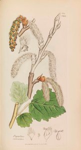 İngiliz Botaniği, 1790-1800. by James Sowerby