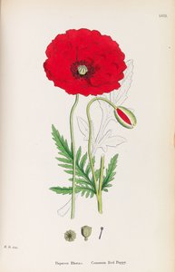 İngiliz Botaniği, 1790-1800. by James Sowerby