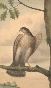 Atmaca by James Sowerby