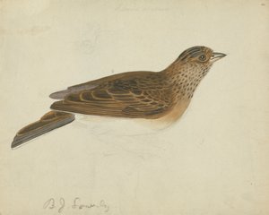 Avrasya tarlakuşu by James Sowerby