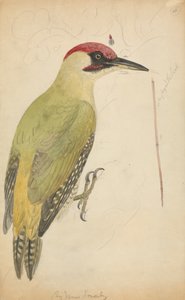 Avrupa Yeşil Ağaçkakan by James Sowerby