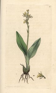 Fen orkidesi, Liparis loeselii (Cüce ophrys, Ophrys loeselii). James Smith's English Botany, Londra'dan James Sowerby tarafından yapılan bir illüstrasyondan sonra elle boyanmış bakır levha gravürü by James Sowerby
