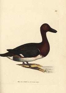 Demirli patka, Aythya nyroca (Anas nyroca, zeytin püsküllü ördek). The British Miscellany'den James Sowerby tarafından elle boyanmış bakır levha gravürü veya yeni, nadir veya az bilinen hayvan konularının renkli figürleri. by James Sowerby