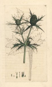 Tarla eryngo, Eryngium campestre (Panicaut champetre) James Sowerby'nin James Smith's English Botany, Londra'dan yaptığı bir illüstrasyondan sonra elle boyanmış bakır levha gravürü by James Sowerby