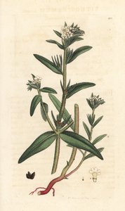 Field gromwell, Buglossoides arvensis (Lithospermum arvense) (Gremil des champs) James Smith's English Botany, Londra'dan James Sowerby tarafından yapılmış bir illüstrasyondan sonra elle boyanmış bakır levha gravürü by James Sowerby