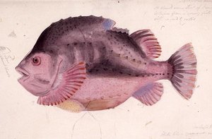 Balık (kağıt üzerine sulu boya) by James Sowerby