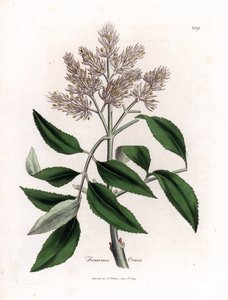 Çiçekli dişbudak ağacı, Fraxinus ornus. William Woodville'den James Sowerby ve Sir William Jackson Hooker'ın “” Medical Botany,” John Bohn, Londra'dan yaptığı bir botanik illüstrasyondan elle boyanmış bakır levha gravürü by James Sowerby