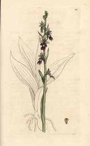 Sinek orkidesi, Ophrys insektifera (Fly orchis, Ophrys muscifera). James Smith's English Botany, Londra'dan James Sowerby tarafından yapılan bir illüstrasyondan sonra elle boyanmış bakır levha gravürü by James Sowerby