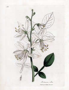 Fraxinelle - Beyaz fraxinella veya basard dittany, Dictamnus albus. William Woodville'den James Sowerby ve Sir William Jackson Hooker'ın "" Medical Botany"," John Bohn, Londra'dan yaptığı bir botanik illüstrasyondan elle boy by James Sowerby