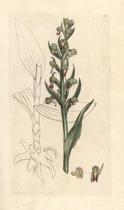 Kurbağa orkidesi, Dactylorhiza viridis (Kurbağa satyrion veya orchis, Satyrium viride). James Smith's English Botany, Londra'dan James Sowerby tarafından yapılan bir illüstrasyondan sonra elle boyanmış bakır levha gravürü by James Sowerby