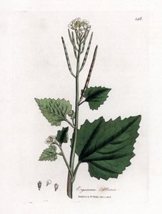 Sarımsaklı hardal, Alliaria petiolata. William Woodville'den James Sowerby ve Sir William Jackson Hooker'ın "" Medical Botany"," John Bohn, Londra'dan yaptığı bir botanik illüstrasyondan elle boyanmış bakır levha gravürü by James Sowerby