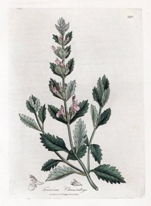 Germandree küçük meşe - Adi alman otu, Teucrium chamaedrys. William Woodville'den James Sowerby ve Sir William Jackson Hooker'ın “” Medical Botany,” John Bohn, Londra'dan yaptığı bir botanik illüstrasyondan elde boyanmış bakır levha gravürü by James Sowerby
