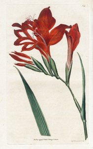 Glaieul kardinal - Litografi, James Sowerby (1757-1822), Botanical Magazine'den William Curtis (1746-1799) by James Sowerby