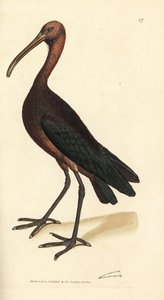 Kuşburnu ibis, Plegadis falcinellus (Bay ibis, Tantalus falcinellus). The British Miscellany'den James Sowerby tarafından elle boyanmış bakır levha gravürü veya yeni, nadir veya az bilinen hayvan konularının renkli figürleri. by James Sowerby