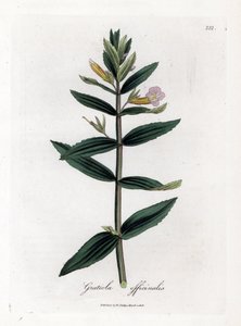 Gratiole officinale - Çördük otu, Gratiola officinalis. William Woodville'den James Sowerby ve Sir William Jackson Hooker'ın "" Medical Botany"," John Bohn, Londra'dan yaptığı bir botanik illüstrasyondan elle boyanmış bakır  by James Sowerby