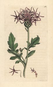 Büyük peygamber çiçeği, Centaurea scabiosa (Centauree scabieuse) James Sowerby'nin James Smith's English Botany, Londra'dan yaptığı bir çizimden sonra elle boyanmış bakır levha gravürü by James Sowerby