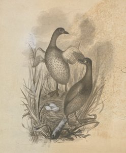 Batağanlar by James Sowerby
