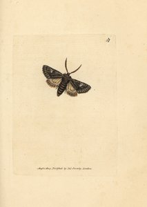 Yeşil benekli nokta güvesi, Valeria oleagina (Phalaena Bombyx oleagina). The British Miscellany'den James Sowerby tarafından elle boyanmış bakır levha gravürü veya yeni, nadir veya az bilinen hayvan konularının renkli figürleri. by James Sowerby