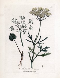 Yeşil anason (Pimpinella anisum). James Sowerby'nin bir illüstrasyonundan elde boyanmış bakır gravür. William Woodville ve Sir William Jackson Hooker'ın “” Botanique Medicale”” 1832 kitabından alıntı. Yorulmak bilmez Sowerby (1757-1822) by James Sowerby
