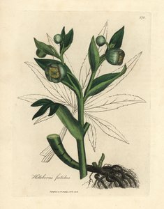 Yeşil çiçekli fetid Karaca ot veya ayı ayağı, Helleborus foetidus by James Sowerby