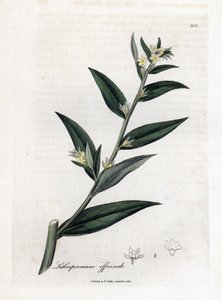 Gremil officinal veya inci otu - Gromwell, Lithospermum officinale. William Woodville'den James Sowerby ve Sir William Jackson Hooker'ın "" Medical Botany"," John Bohn, Londra'dan yaptığı bir botanik illüstrasyondan elle boy by James Sowerby