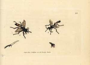 Kıllı kum arısı, Podalonia hirsuta (Ammophila hirsuta). The British Miscellany'den James Sowerby'nin El Boyalı Bakır Levha Gravürü veya Yeni, Nadir veya Az Bilinen Hayvan Konularının Renkli Figürleri. by James Sowerby