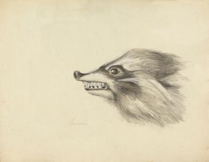 Rakun Başkanı by James Sowerby