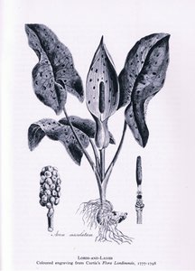 Herb Paris, İngiltere