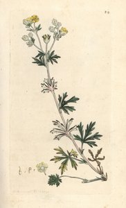 Ağarmış beşparmakotu, Potentilla argentea ( Beşparmakotu ) James Sowerby'nin James Smith's English Botany, Londra'dan yaptığı bir illüstrasyondan sonra elle boyanmış bakır levha gravürü by James Sowerby