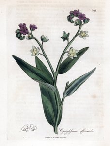 Tazı dili, Cynoglossum officinale. William Woodville'den James Sowerby ve Sir William Jackson Hooker'ın "" Medical Botany"," John Bohn, Londra'dan yaptığı bir botanik illüstrasyondan elle boyanmış bakır levha gravürü by James Sowerby