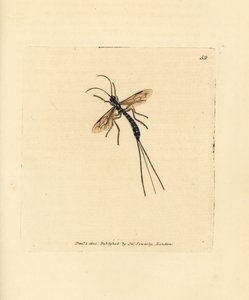 Ichneumon sineği, Rhyssa persuasoria (Ichneumon persuasorius). The British Miscellany'den James Sowerby tarafından elle boyanmış bakır levha gravürü veya yeni, nadir veya az bilinen hayvan konularının renkli figürleri. by James Sowerby