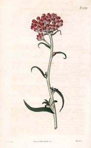 Ölümsüz yıldız - Helichrysum stellatum (Kompakt çiçekli gnaphalium, Gnaphalium congestum). Samuel Curtis'in "" Botanical Magazine"," Londra'sından James Sowerby'nin bir illüstrasyonundan sonra Weddell tarafından elle boyanmı by James Sowerby