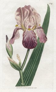 İris bir mürver kokusu - James Sowerby'nin (1757-1822) litografisi, William Curtis'in Botanical Magazine'den (1746-1799) bir levha by James Sowerby