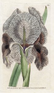 Iris de Charlcedoine veya Susa - James Sowerby'nin (1757-1822) Litografisi, William Curtis'in Botanik Dergisi'nden (1746-1799) by James Sowerby