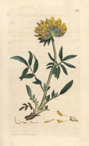 Böbrek fiği veya kadın parmağı, Anthyllis vulneraria (Anthyllide vulneraire) James Sowerby'nin James Smith's English Botany, Londra'dan yaptığı bir illüstrasyondan sonra elle boyanmış bakır levha gravürü by James Sowerby
